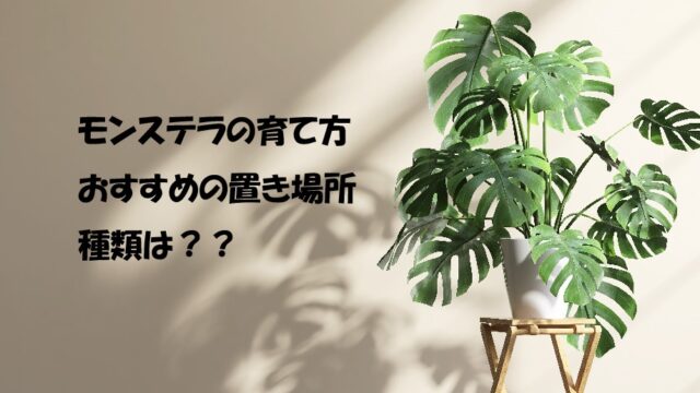 斑入りモンステラ ボルシギアナ 危うい ホワイトタイガー 茎挿し 茎伏せ 挿し木 茎のみ